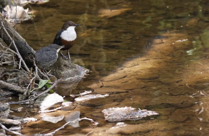  Dippers in North Yorkshire © Richard Baines