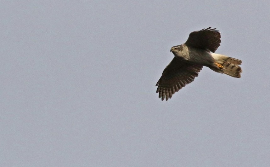  Goshawk North Yorkshire © Richard Baines