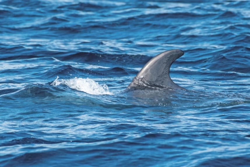  Minke Whale YCN boat trip 24 august 2023 © Matthew Hobbs