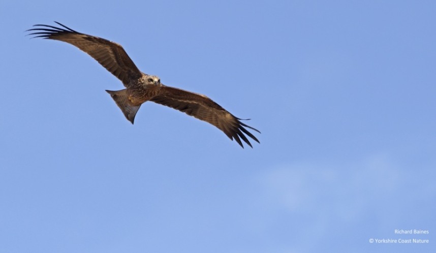  Black Kite checks us out! Tarifa August 2022 © Richard Baines