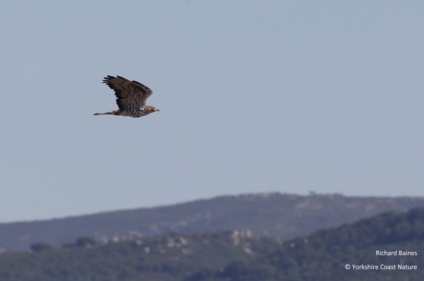   Tarifa August 2022 © Richard Baines