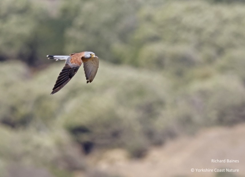  Lesser Kestrel (male) Tarifa August 2022 © Richard Baines