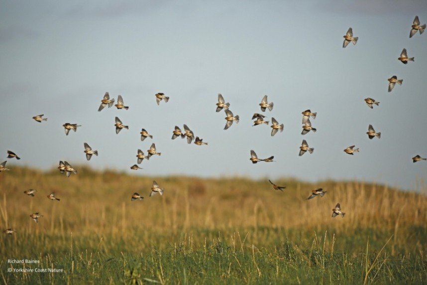  Twite on the Yorkshire coast © Richard Baines