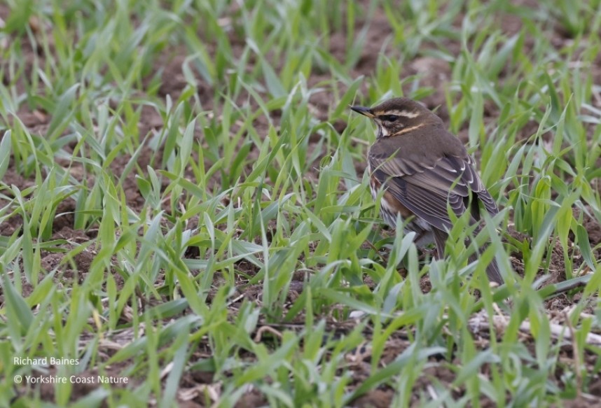  Redwing after landfall Spurn October 2022 © Richard Baines