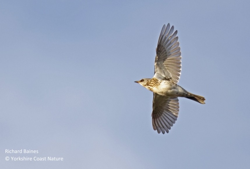  Fieldfare fresh in from Scandinavia Spurn October 2022 © Richard Baines