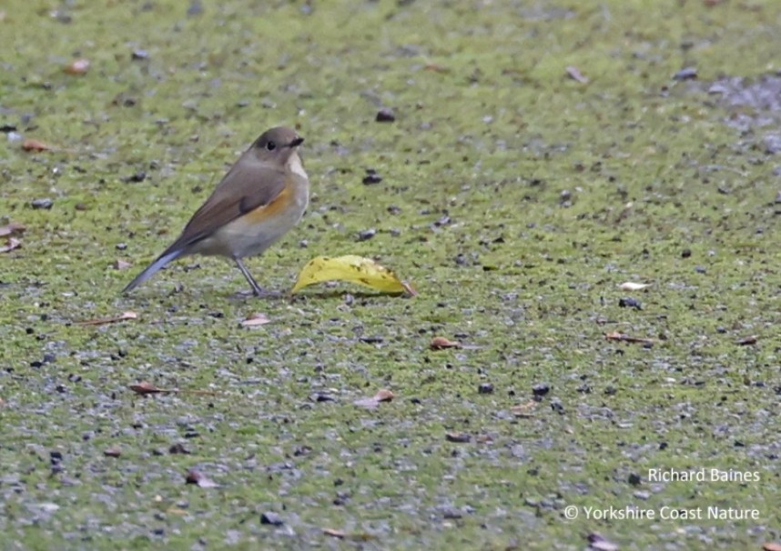  Red-flanked Bluetail Easington October 2022 © Richard Baines