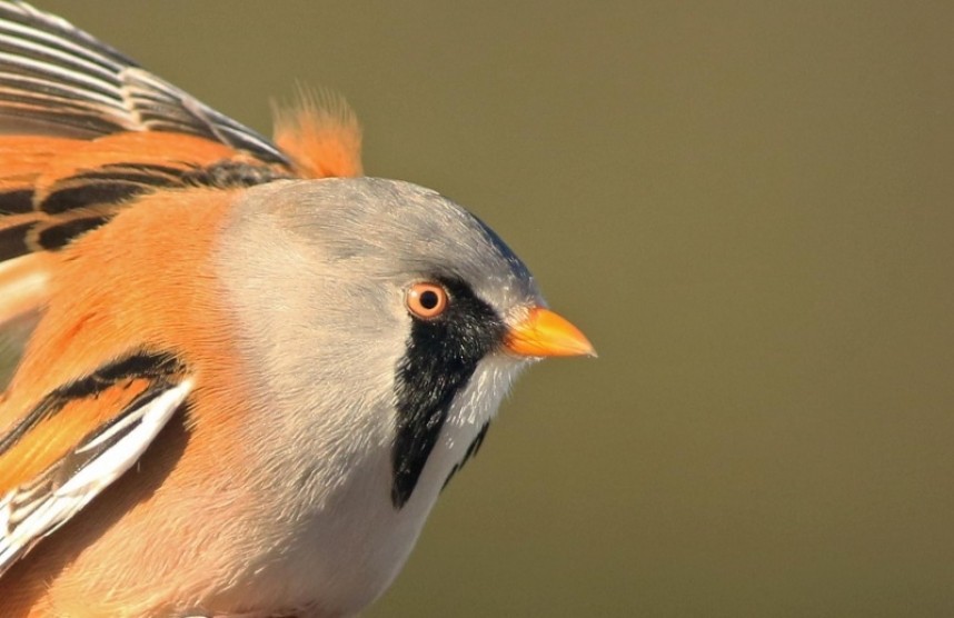  Bearded Tit (male) © Mark Pearson