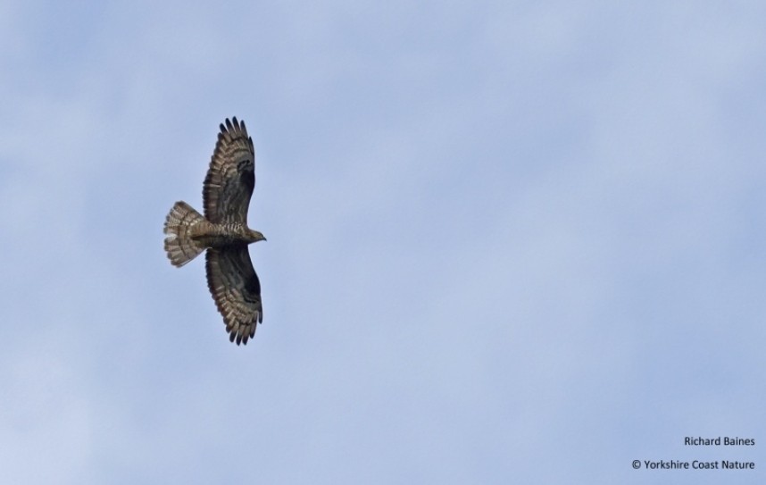  European Honey-buzzard North Yorkshire 2022 © Richard Baines