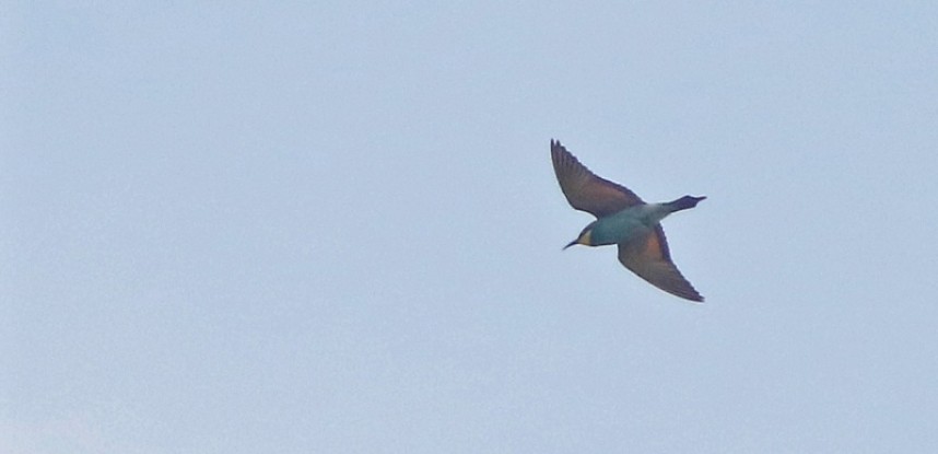  European Bee-eater Spurn May 2022 © Mark Pearson