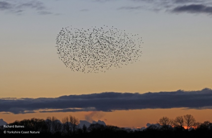  Starling flocks arriving © Richard Baines