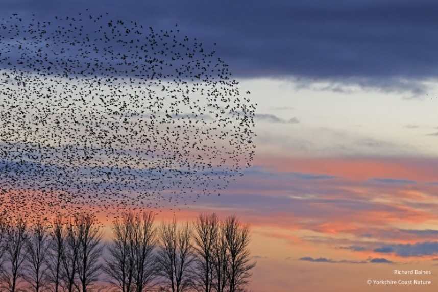  Over the Poplars moving east © Richard Baines
