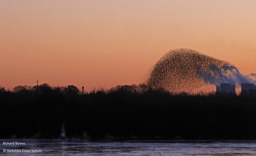  Dropping into the Willows to roost © Richard Baines