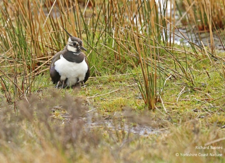  Northern Lapwing - North Yorkshire © Richard Baines
