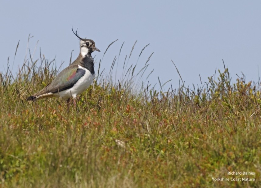  Northern Lapwing - North Yorkshire © Richard Baines