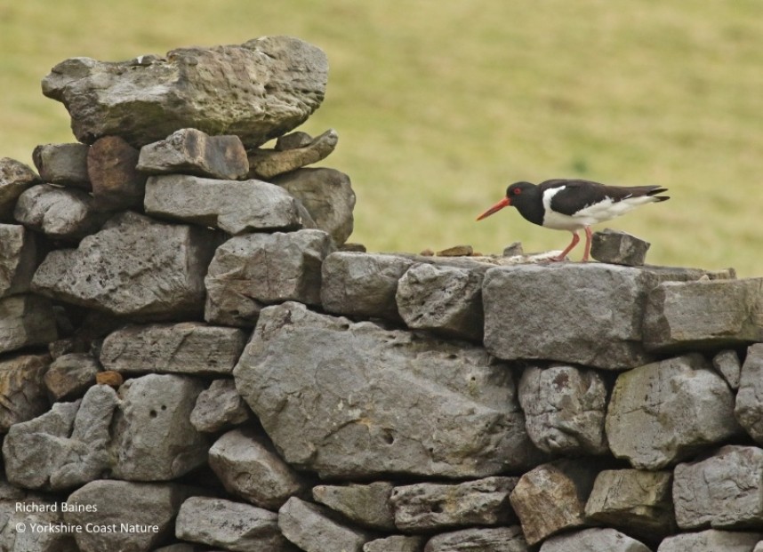  Eurasian Oystercatcher - North Yorkshire © Richard Baines