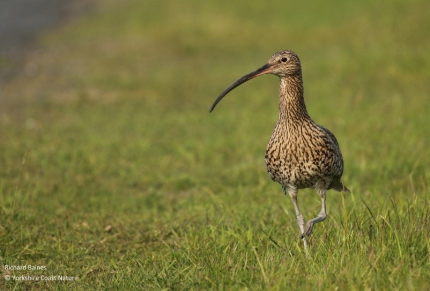  Eurasian Curlew - North Yorkshire © Richard Baines