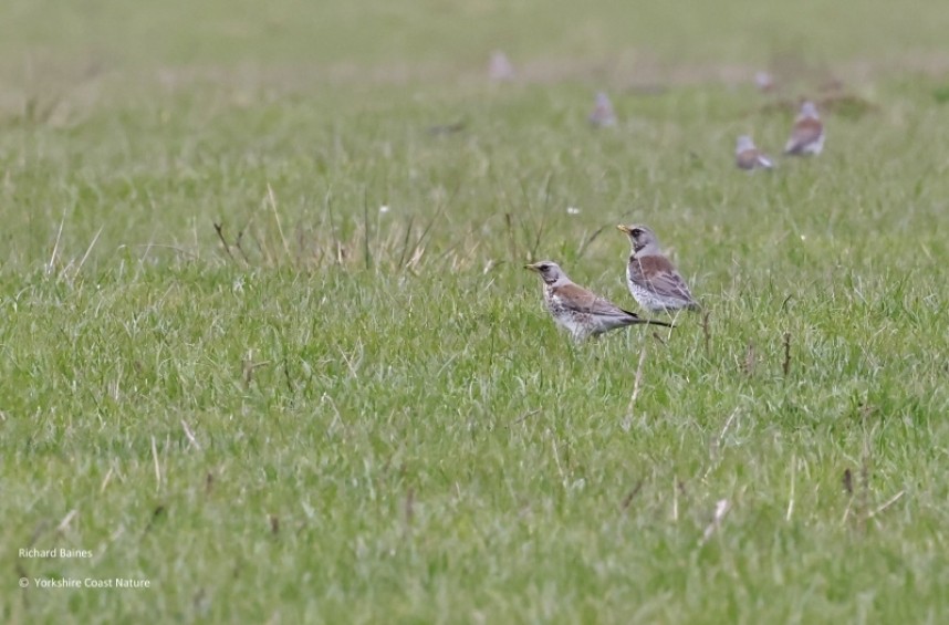 Fieldfares feeding in pasture. April 2023 © Richard Baines
