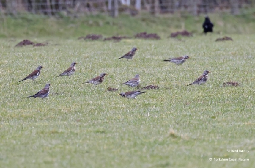 Fieldfares feeding in pasture. April 2023 © Richard Baines