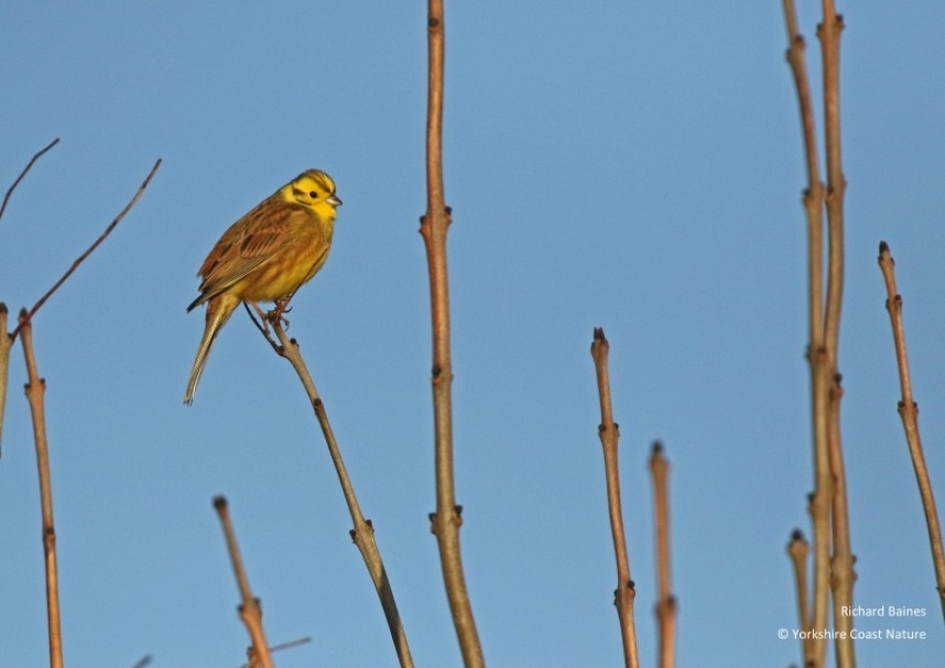  Yellowhammer (male) © Richard Baines