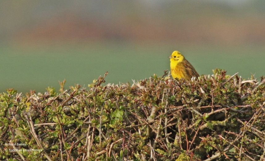  Yellowhammer (male) © Richard Baines