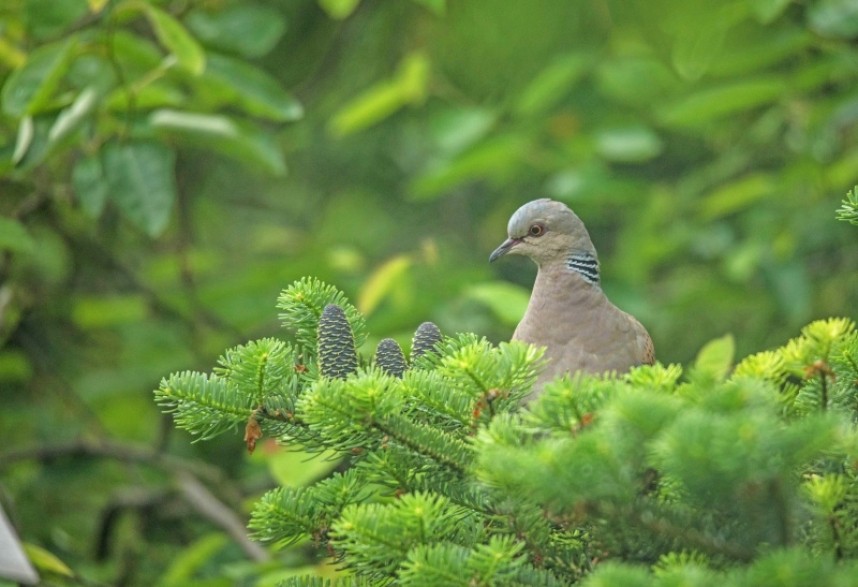  European Turtle Dove - North Yorkshire 2019 copyright Philip Whitte