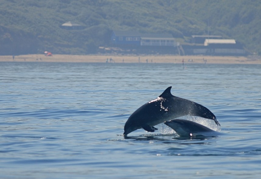  Bottle-nosed Dolphin North Yorkshire © Mark Pearson 