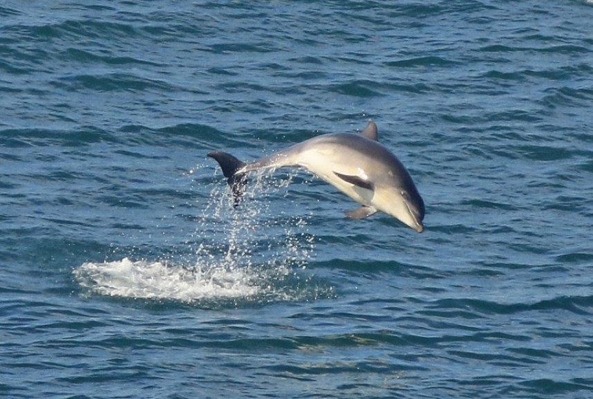  Bottle-nosed Dolphin North Yorkshire © Mark Pearson
