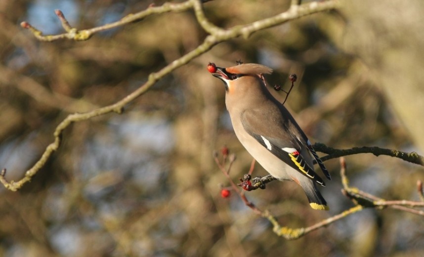  Bohemian Waxwing © Mark Pearson 