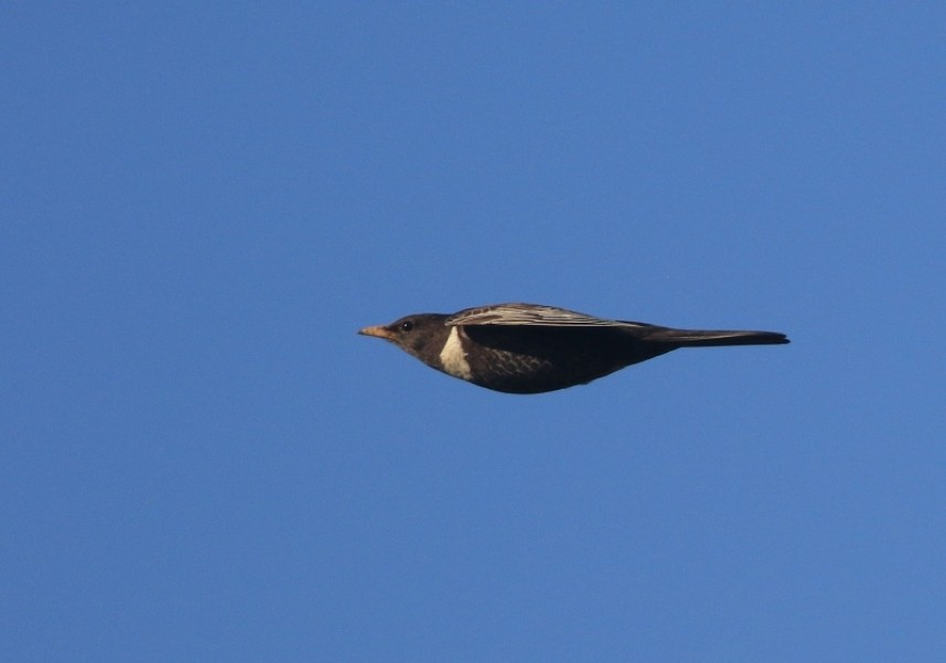  A Ring Ouzel arriving in off the sea at Filey © Mark Pearson