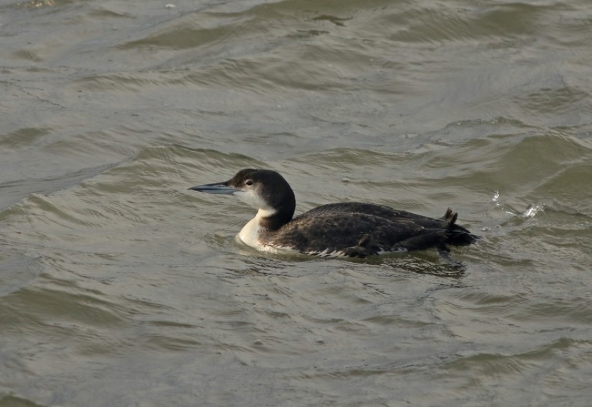  Great Northern Diver © Mark Pearson