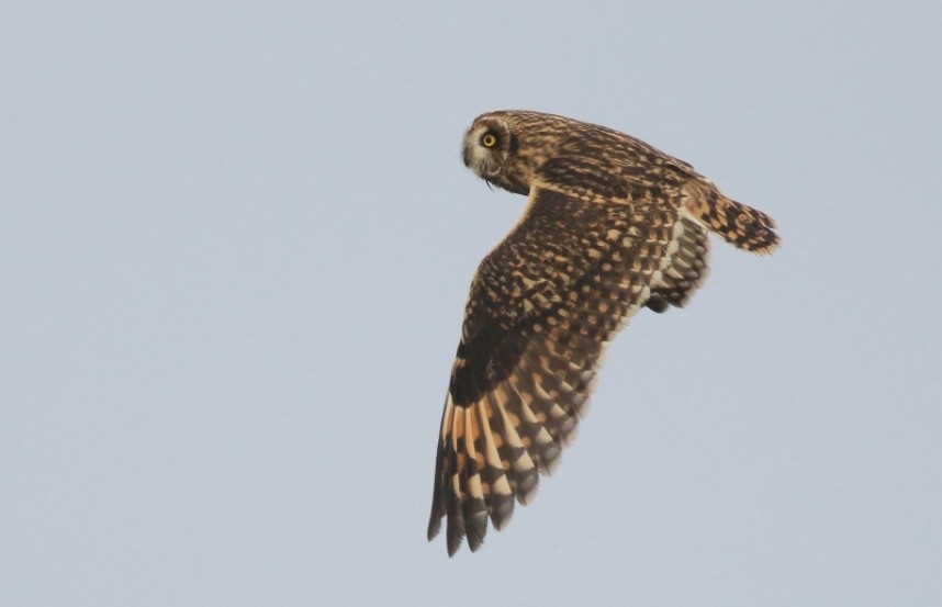  Short-eared Owl © Mark Pearson