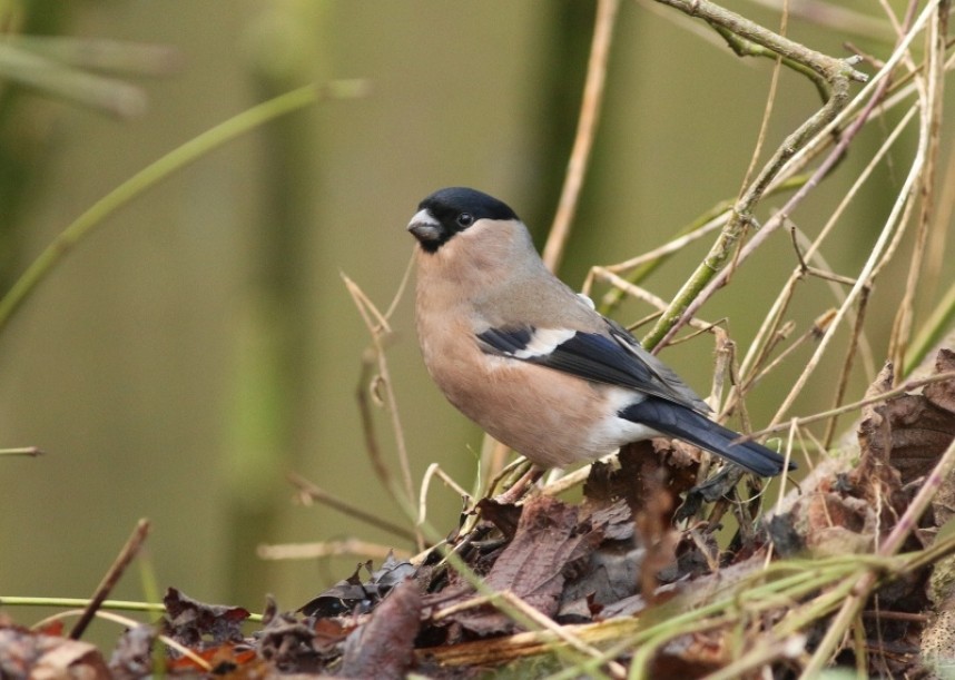  Bullfinch (female) © Mark Pearson