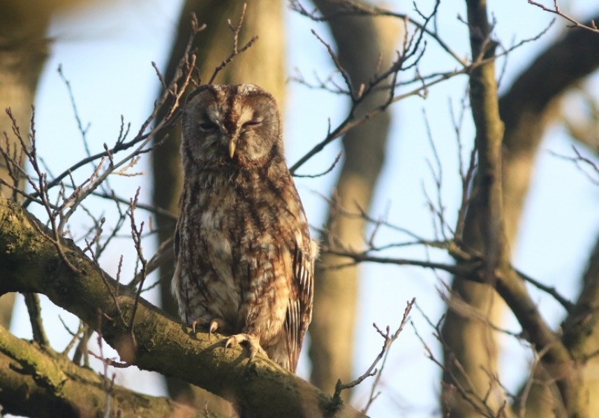  Tawny Owl © Mark Pearson