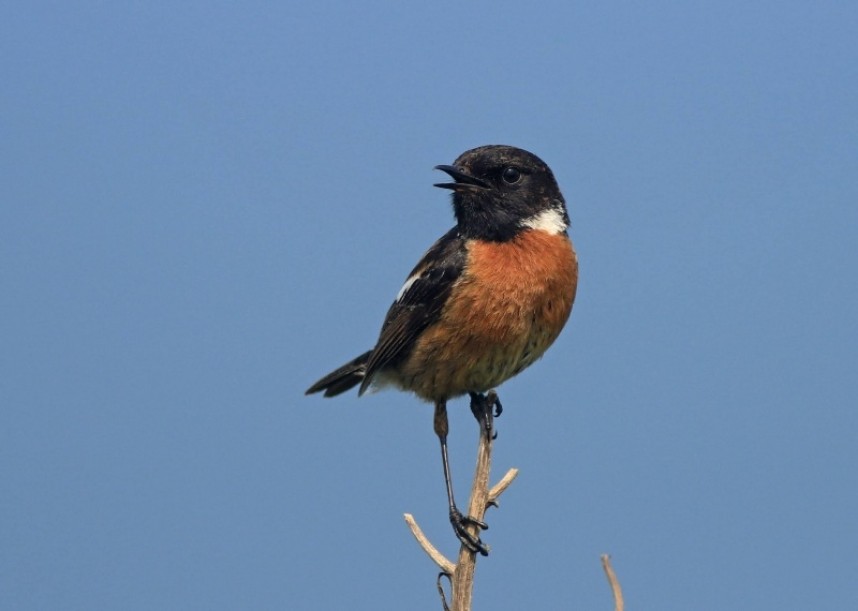  Stone chat (male) © Mark Pearson