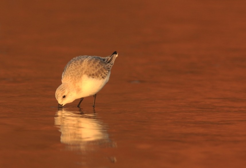  Sanderling © Mark Pearson