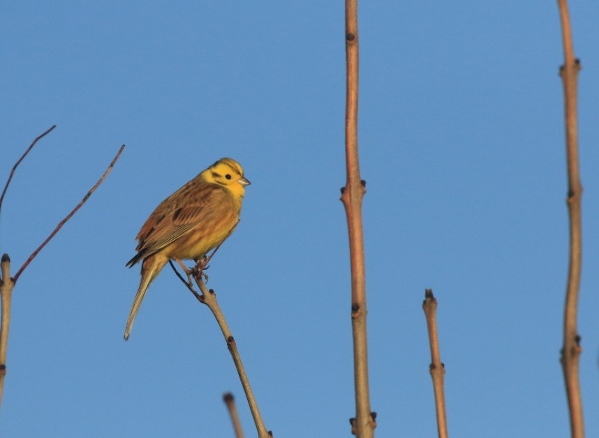  Yellowhammer (male) © Mark Pearson