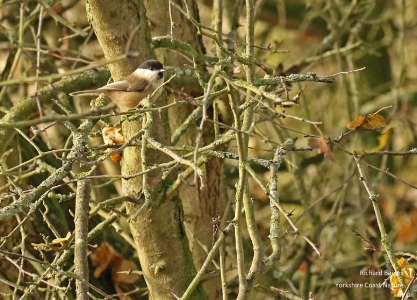  Willow Tit © Richard Baines