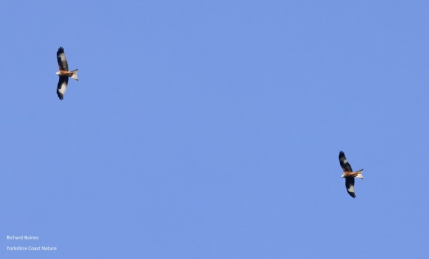  Red Kites over Ashberry Pasture © Richard Baines