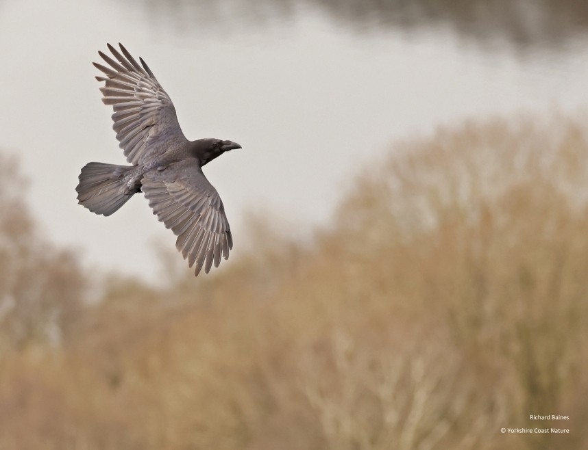  Northern Raven at Sutton Bank - North Yorkshire - 4 April 2024 © Richard Baines 