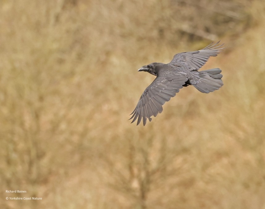  Northern Raven at Sutton Bank - North Yorkshire - 4 April 2024 © Richard Baines 
