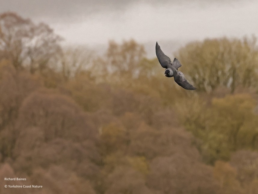  Western Jackdaw at Sutton Bank - North Yorkshire - 4 April 2024 © Richard Baines 