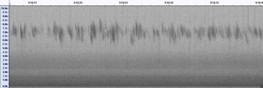  Here comes the flood.... Redwings, Blackbirds and Song Thrushes arriving over Filey town in the early hours of 8th October © Mark Pearson 