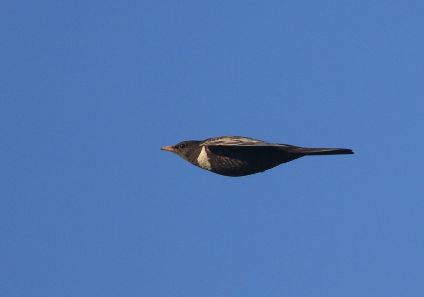  Ring Ouzel © Mark Pearson 