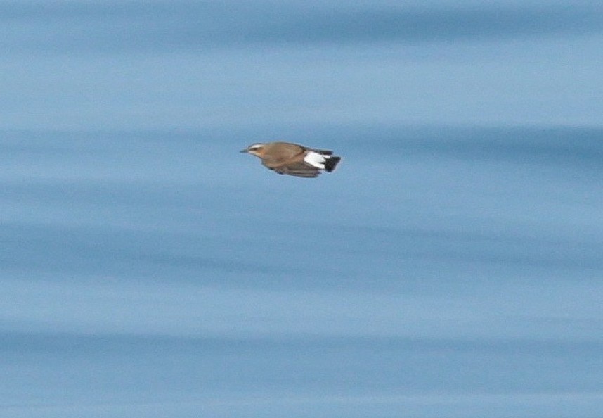  Northern Wheatear - Staithes North Yorkshire - 31 August 2018 © Richard Baines