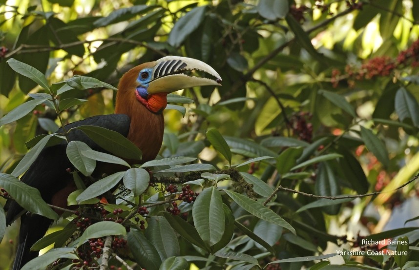  Rufous-necked Hornbill © Richard Baines