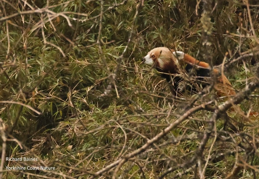  Red Panda © Richard Baines