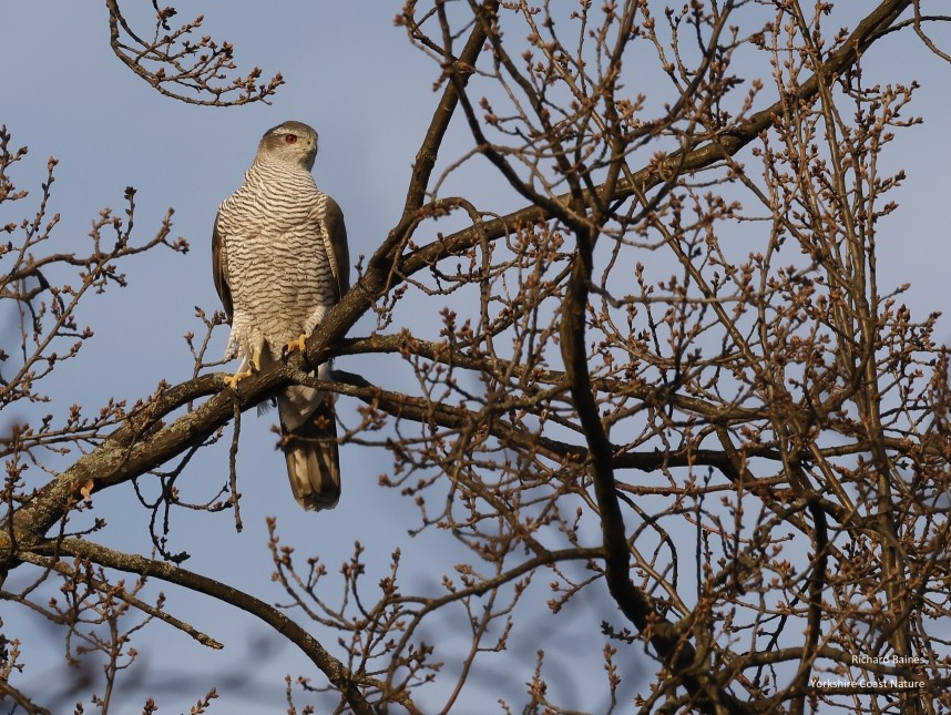  Northern Goshawk (female) - Berlin February 2025 © Richard Baines