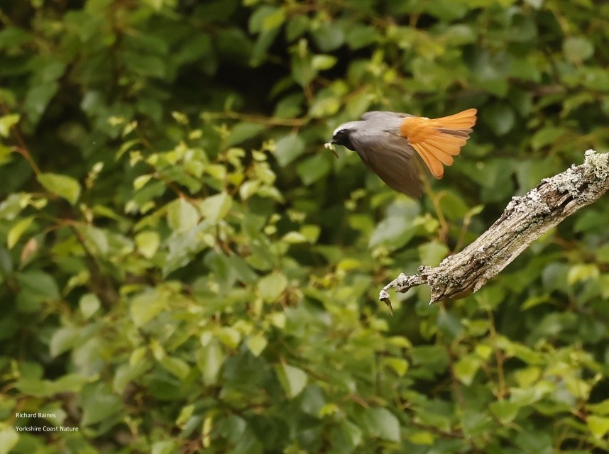 Common Redstart male - North Yorkshire Spring 2025 © Richard Baines