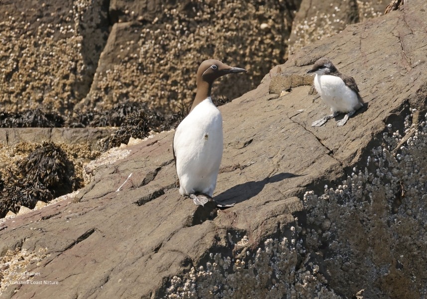  One step closer. Guillemot and jumpling - Farne Islands June 2025 © Richard Baines