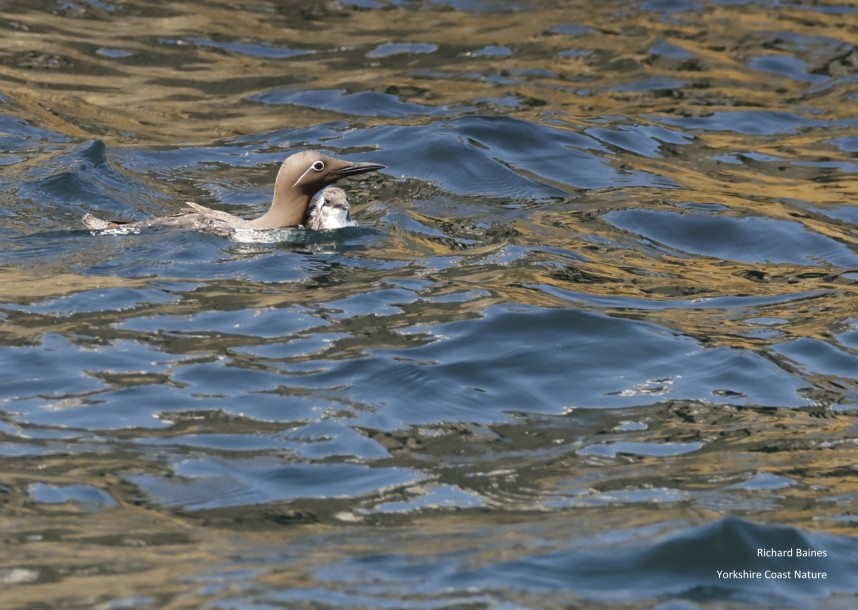  Keeping close to father. Guillemot and jumpling - Farne Islands June 2025 © Richard Baines